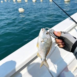 Dexin Big Game Circle Hook